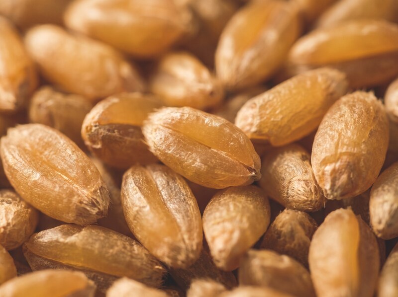 Macro photograph of amber vitreous durum wheat kernels