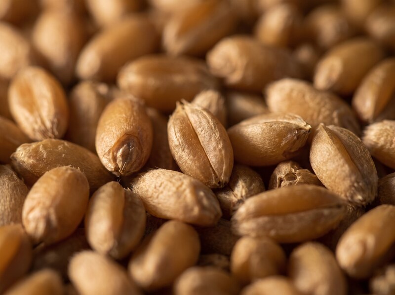 Macro photograph of pale golden milling wheat kernels